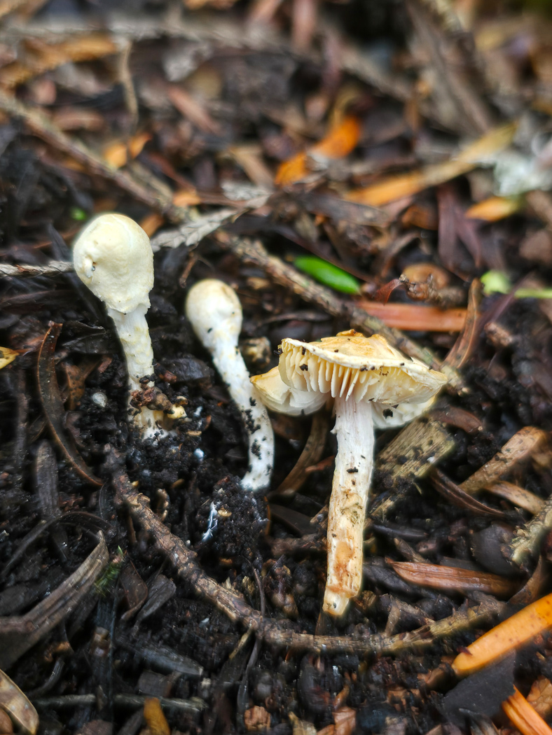 Photo © Lepiota subalba Lepiota subalba by Jesper Launder